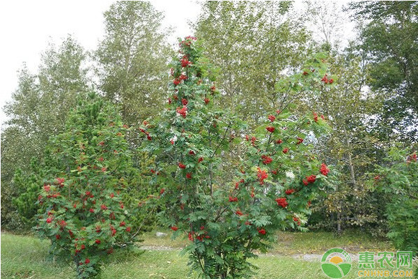 博鱼彩票果树栽培要素及其种植技术要点(图3)