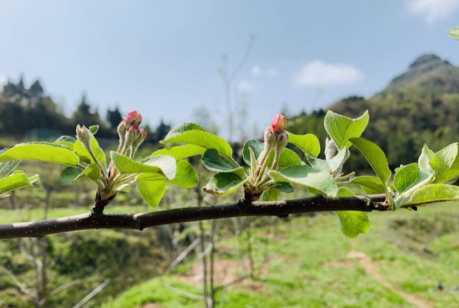 博鱼彩票科技农场的苹果园有新动态啦(图2)