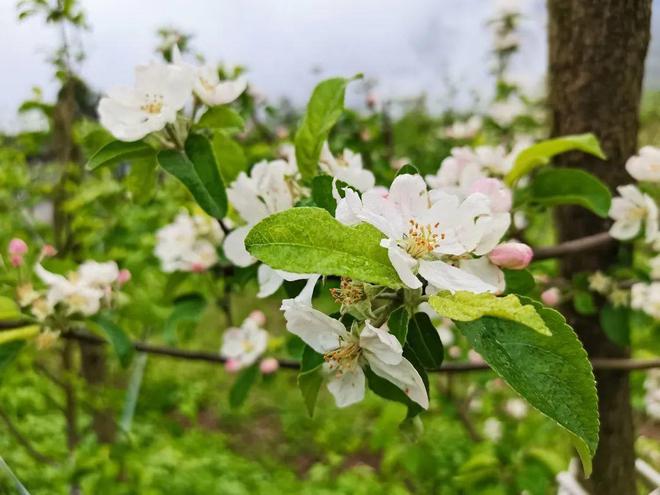 博鱼彩票科技农场的苹果园有新动态啦(图4)