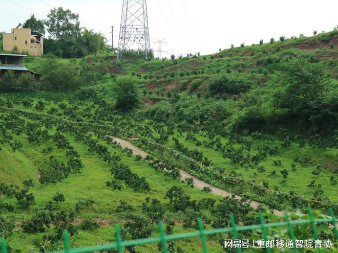 博鱼彩票深入果园走访培育特色乡村 扎根基层建设助力乡村振兴实践团(图2)