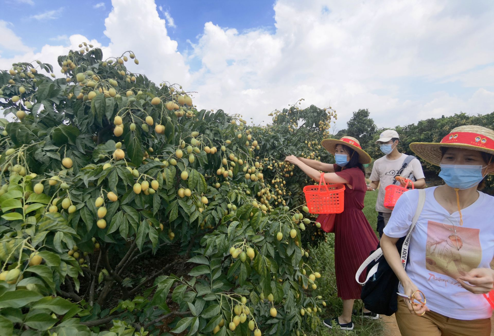 1200亩种植基地+40余家现代企业！东莞市白石岗村建立5G智慧生态果园示范基地(图2)