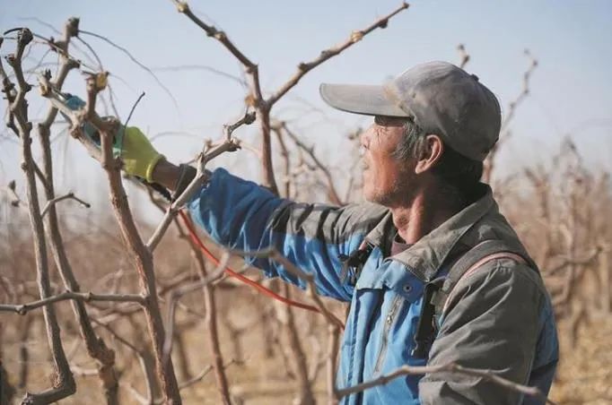 兵团不断提高种植管理水平推动林果业转型升级：“大果园”里的“丰产密码”(图3)