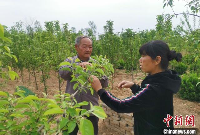 博鱼彩票“土专家”扎根果园42年 年近七旬仍下地指导果农(图1)