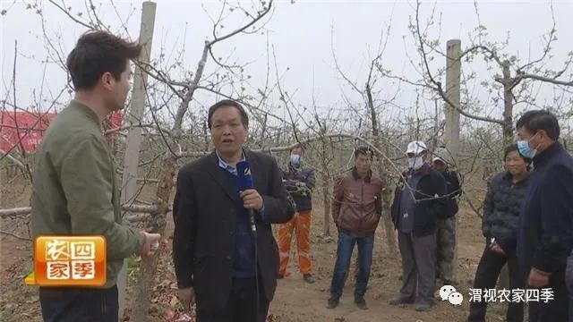 博鱼彩票春季果园管理云课堂（三）：苹果树春季保花保果病虫防治勿放松(图3)