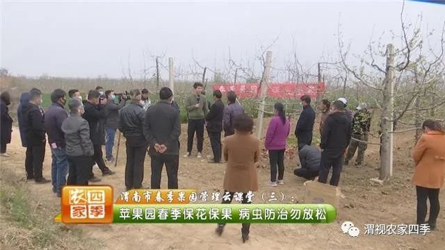 博鱼彩票春季果园管理云课堂（三）：苹果树春季保花保果病虫防治勿放松(图1)