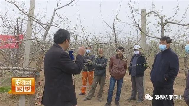 博鱼彩票春季果园管理云课堂（三）：苹果树春季保花保果病虫防治勿放松(图4)