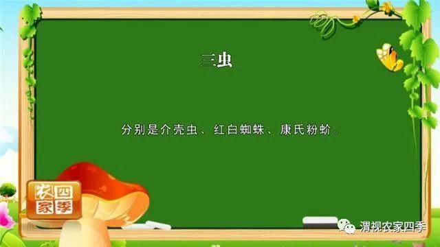 博鱼彩票春季果园管理云课堂（三）：苹果树春季保花保果病虫防治勿放松(图5)