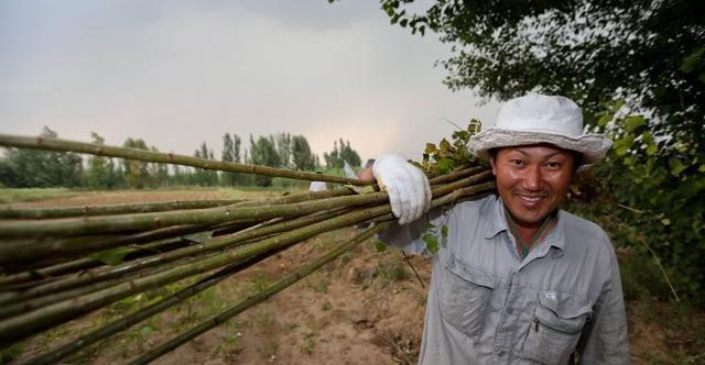 博鱼彩票找块空地种几颗这种果树比辛苦外出打工赚的可观(图1)