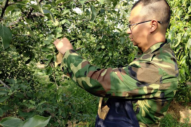 博鱼彩票在农村租地栽果树前景怎么样？比种粮食强但想赚钱要靠个人(图1)