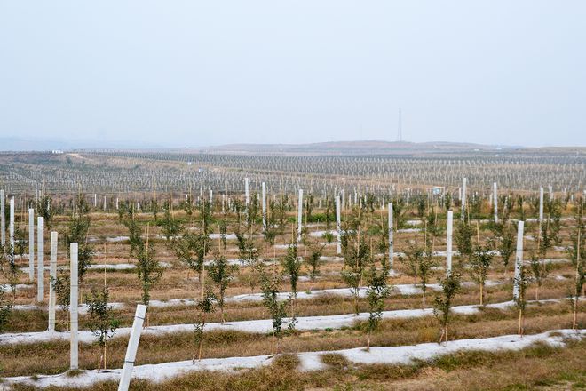 博鱼彩票在农村租地栽果树前景怎么样？比种粮食强但想赚钱要靠个人(图6)