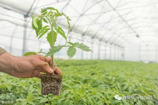 博鱼彩票农业科普之全球番茄种植情况大汇总！一次全弄明白了！(图13)