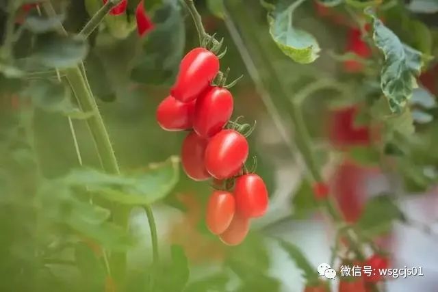 博鱼彩票农业科普之全球番茄种植情况大汇总！一次全弄明白了！(图11)