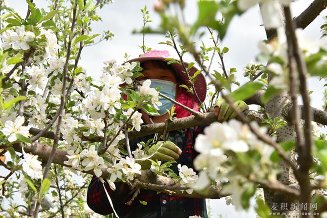 博鱼彩票麦积区麦积镇：苹果花开枝头俏 果园疏花正当时(图)(图2)