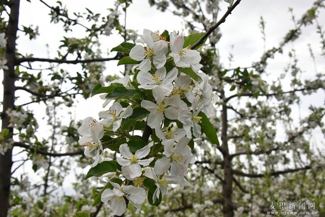 博鱼彩票麦积区麦积镇：苹果花开枝头俏 果园疏花正当时(图)(图3)