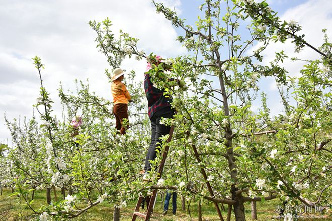 博鱼彩票麦积区麦积镇：苹果花开枝头俏 果园疏花正当时(图)(图4)