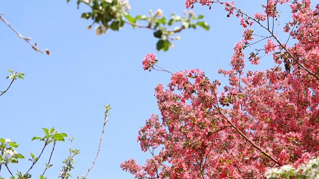 博鱼彩票会宁：苹果花开枝头俏 果园管理疏花忙(图7)