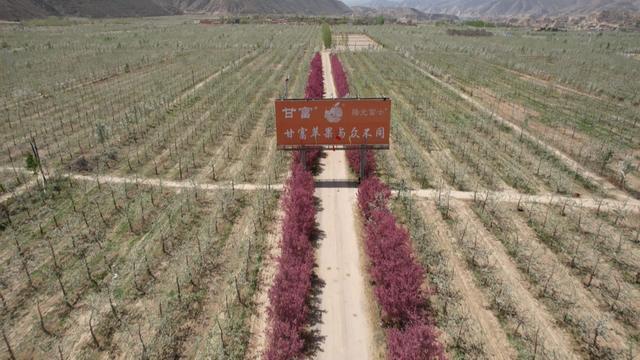 博鱼彩票会宁：苹果花开枝头俏 果园管理疏花忙(图2)