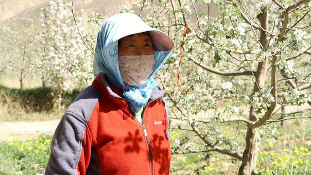 博鱼彩票会宁：苹果花开枝头俏 果园管理疏花忙(图6)