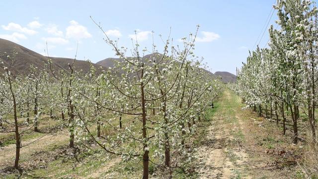 博鱼彩票会宁：苹果花开枝头俏 果园管理疏花忙(图4)