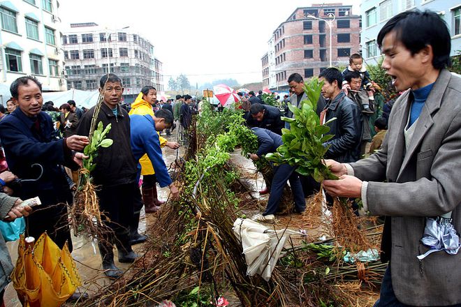 博鱼彩票集市上买来的果木树栽种后总是不成活问题出在这4点(图2)