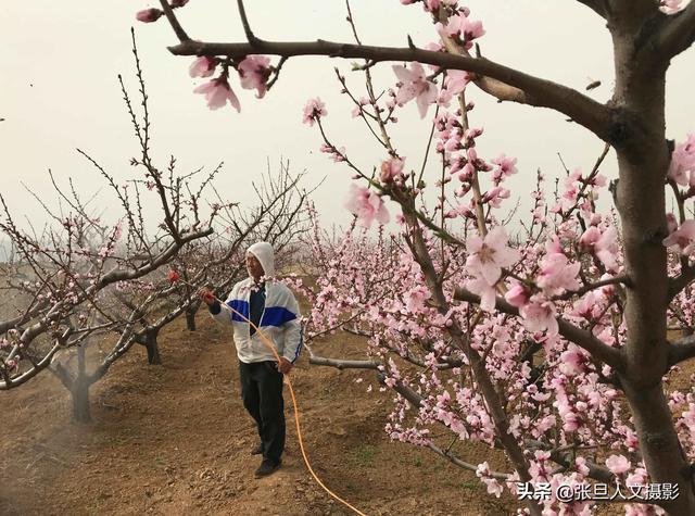 博鱼彩票67岁老农几年前种了三种果树 其中一种果子让他家过上了好生活(图3)