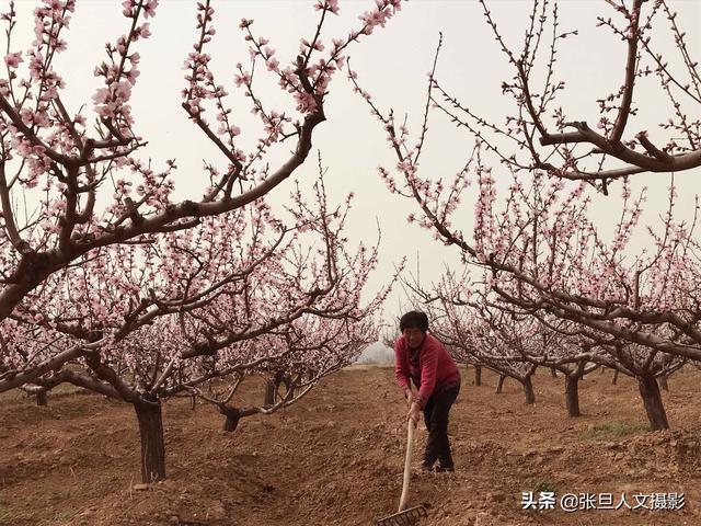 博鱼彩票67岁老农几年前种了三种果树 其中一种果子让他家过上了好生活(图2)