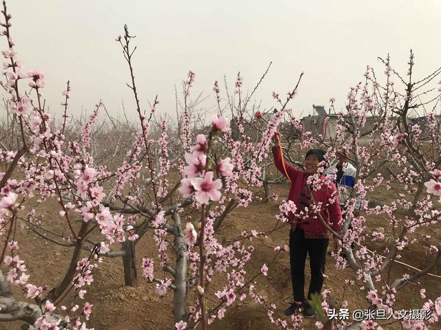 博鱼彩票67岁老农几年前种了三种果树 其中一种果子让他家过上了好生活(图4)