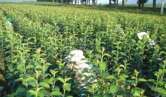 博鱼彩票种植高大果树已成过去？!这种最新的矮化种植方法你一定要知道(图3)