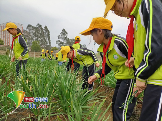 博鱼彩票桂理工研支团开展农业科普课外实践研学活动(图3)