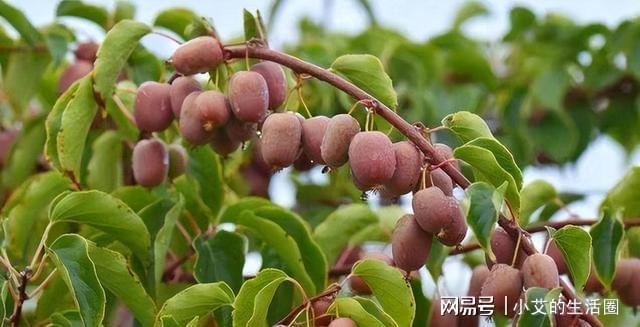 博鱼彩票家里有空院别“错过”这种果树不怕旱不怕晒果子香甜多汁(图1)