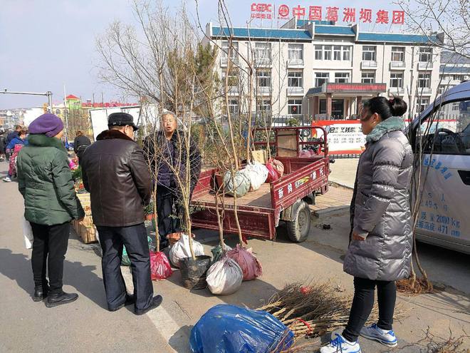 博鱼彩票又到了买树苗的季节从农村大集上购买果树苗为啥很难成活(图3)