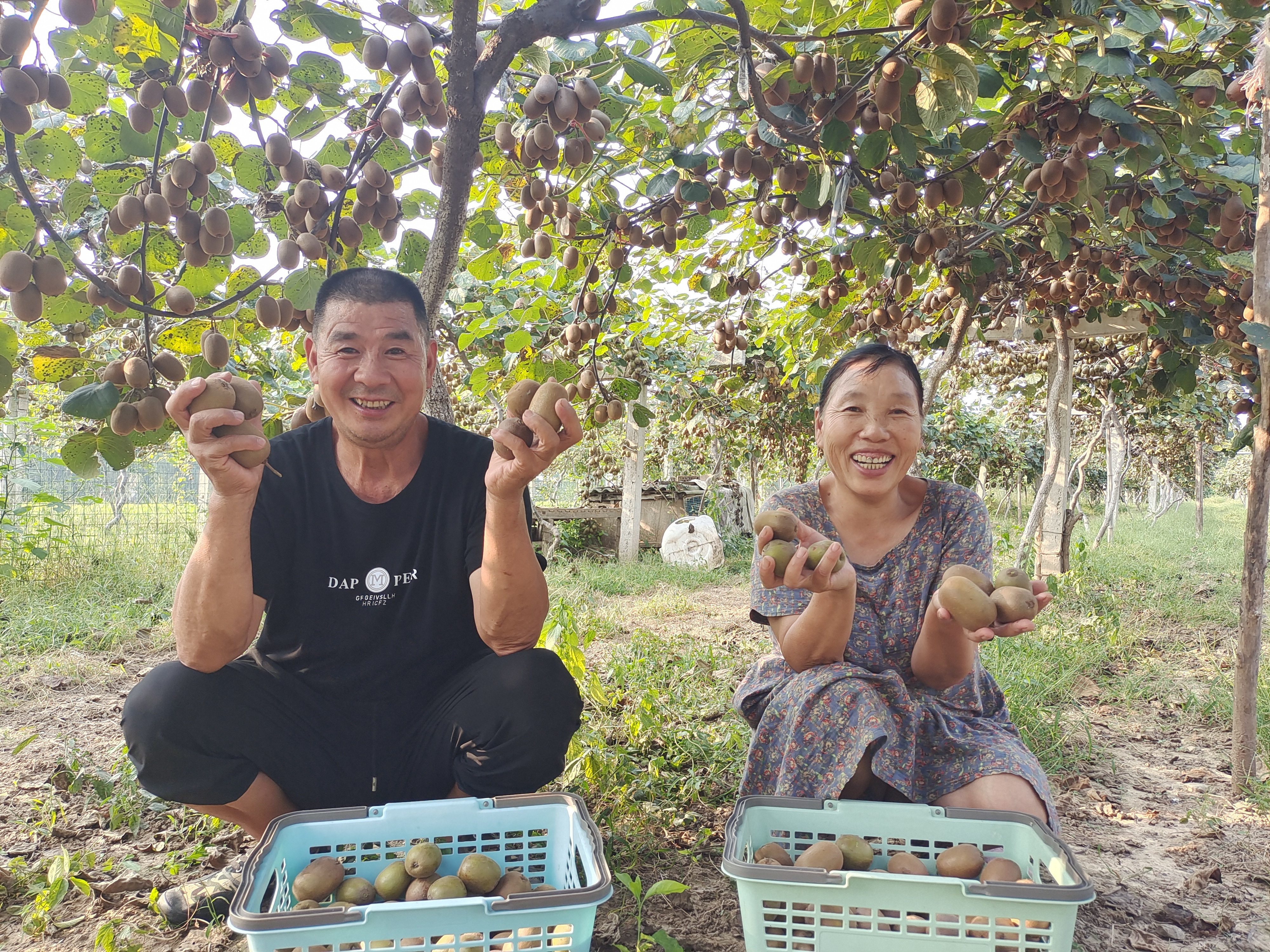 博鱼彩票河南宝丰：红心猕猴桃迎来丰收季(图2)