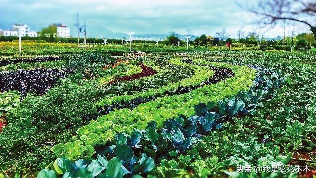 博鱼彩票在农村这样种地才能赚大钱(图2)