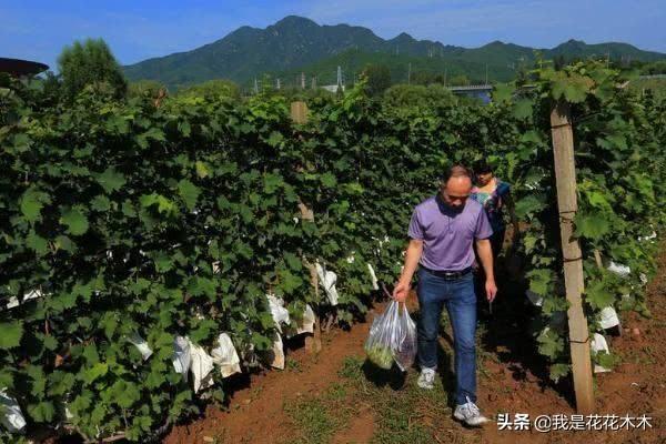 博鱼彩票在农村这样种地才能赚大钱(图3)