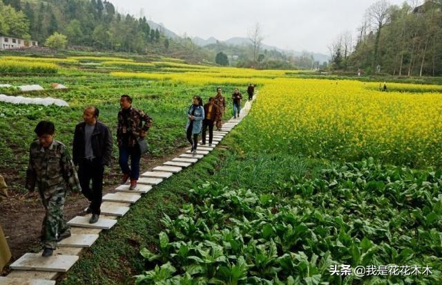 博鱼彩票在农村这样种地才能赚大钱(图6)