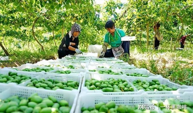 博鱼彩票院里种点软枣猕猴桃果树产量丰富营养价值高市场反响好(图4)