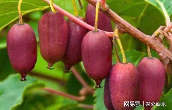 我们可以在院子里面栽种这种果树容易种植果实香甜(图1)