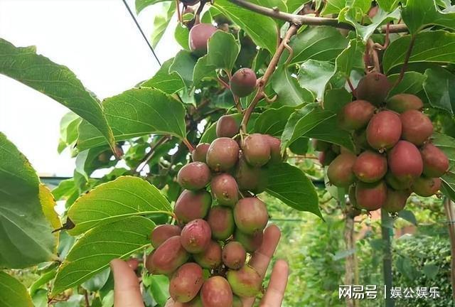 我们可以在院子里面栽种这种果树容易种植果实香甜(图2)