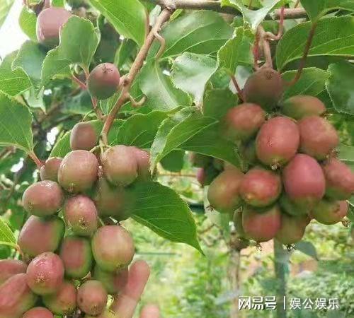 我们可以在院子里面栽种这种果树容易种植果实香甜(图7)