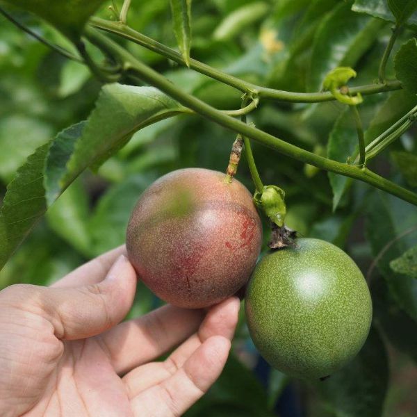 博鱼彩票百香果种植时间与采摘什么时候最适宜(图1)