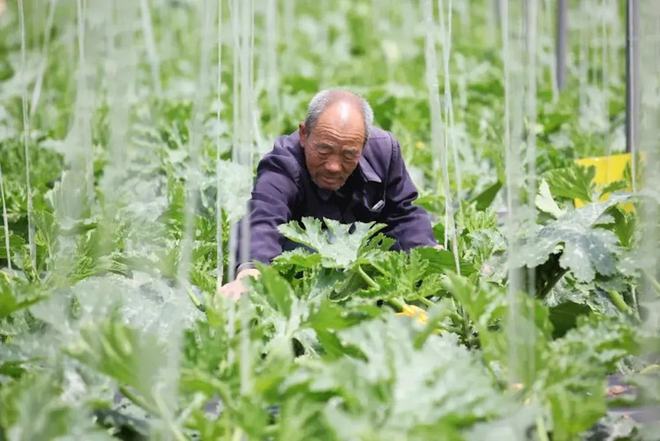 博鱼彩票太谷区范村镇闫村：经营“菜篮子” 鼓起“钱袋子”(图3)