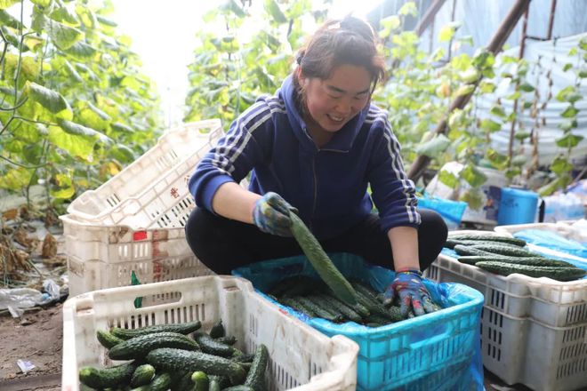 博鱼彩票太谷区范村镇闫村：经营“菜篮子” 鼓起“钱袋子”(图5)