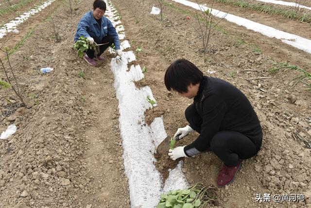 农村大嫂们地里帮工栽茄子苗不挣工钱吃饼子加肉啥情况(图7)