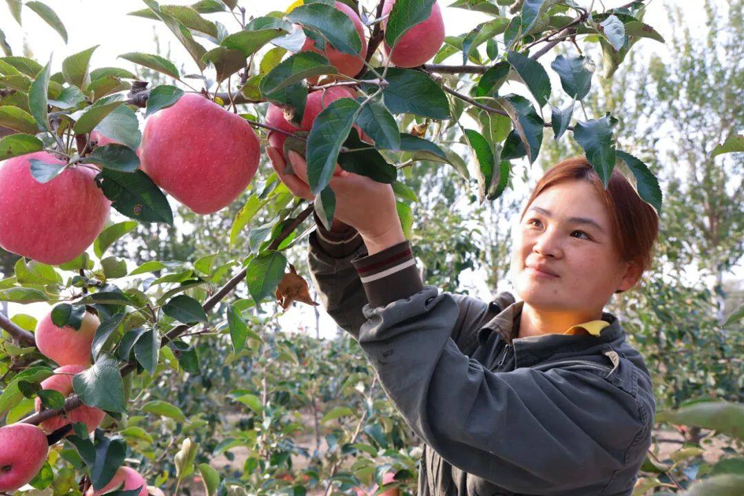 博鱼彩票优果争芳香满园 甜蜜生活新希望(图2)