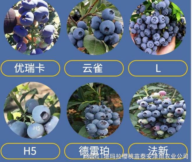 博鱼彩票适合南方种植的蓝莓苗品种汇总 L11蓝莓苗 L25蓝莓苗 法新蓝莓苗(图1)