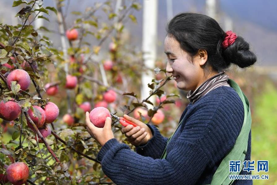 博鱼彩票林芝：高原苹果喜获丰收(图1)