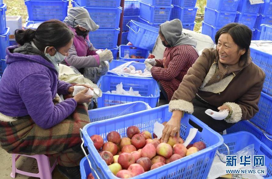 博鱼彩票林芝：高原苹果喜获丰收(图3)