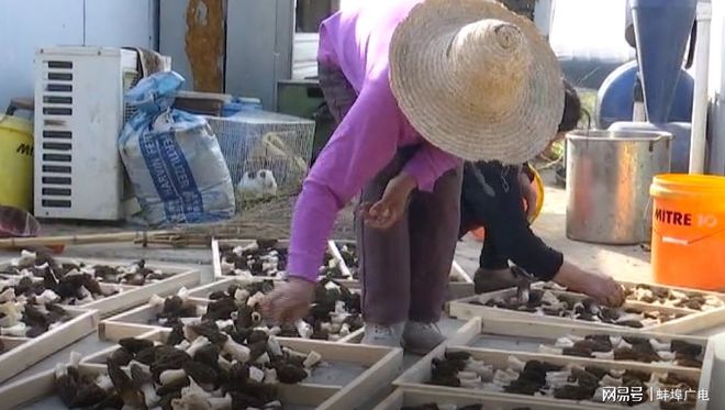 博鱼彩票引种羊肚菌 土地能生金(图3)