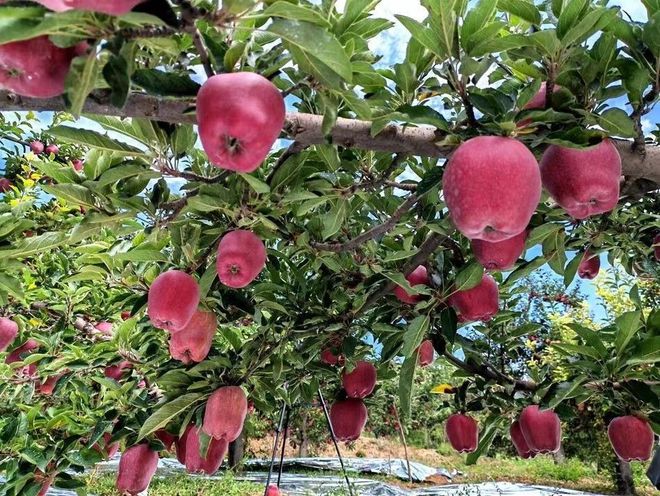 麦积区伯阳镇：花牛苹果迎丰收 果农采摘乐开怀(图)(图3)