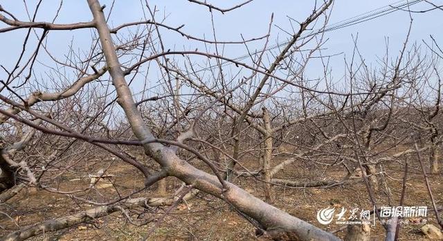 博鱼彩票在烟台果园“活捉”一枚农艺师手把手教咱给苹果树剪枝(图2)